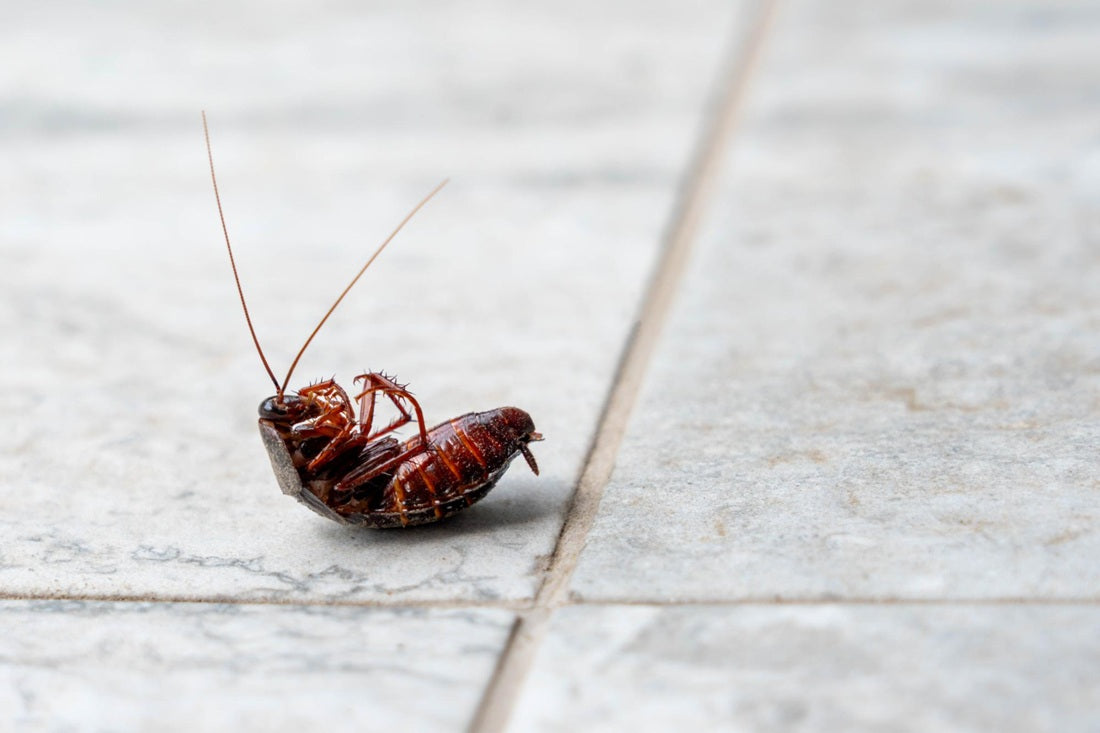Best Electronic Pest Repellent Devices for Avoiding Unwanted Guests