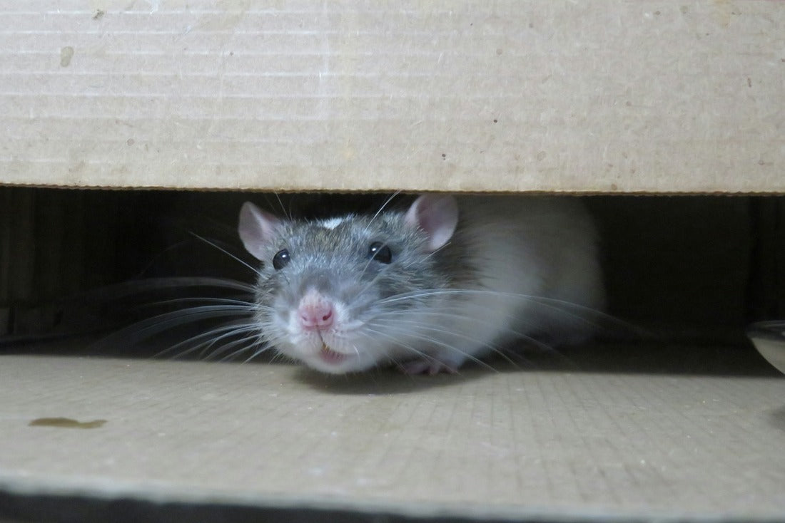 Rodent