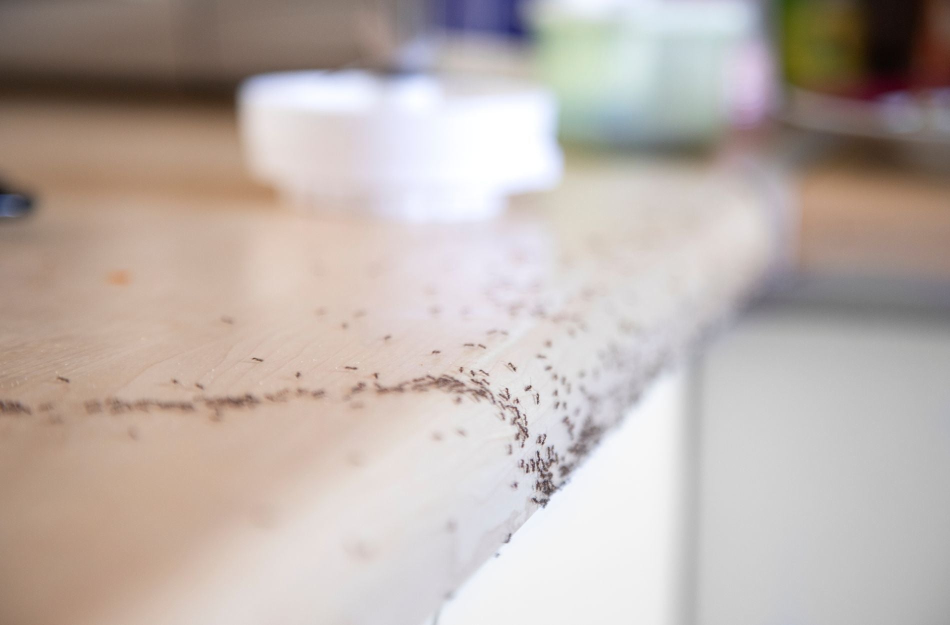 Common Indoor Pests and How to Repel Them Without Chemicals