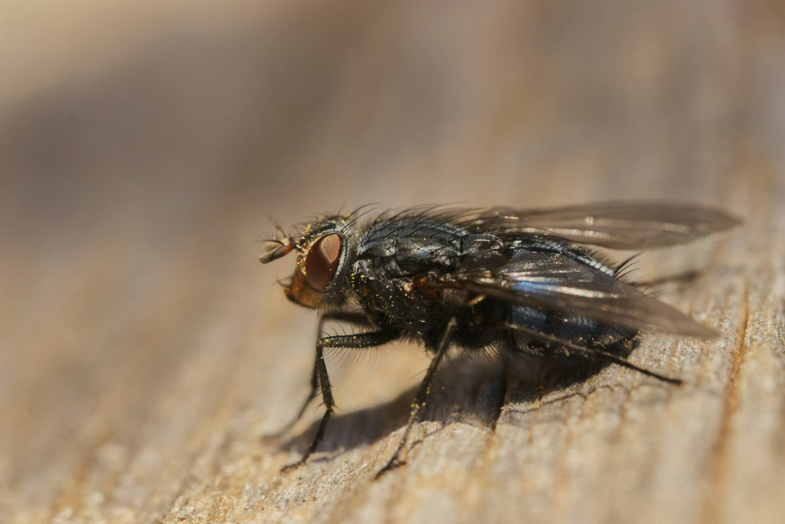 Which Electronic Pest Control System Works Best for Basement Bugs?