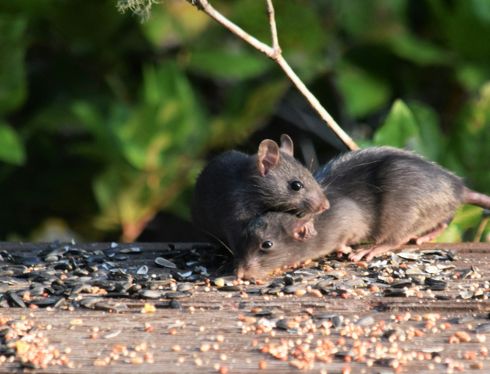 Understanding Electromagnetic Rodent Control for Early Year Infestations