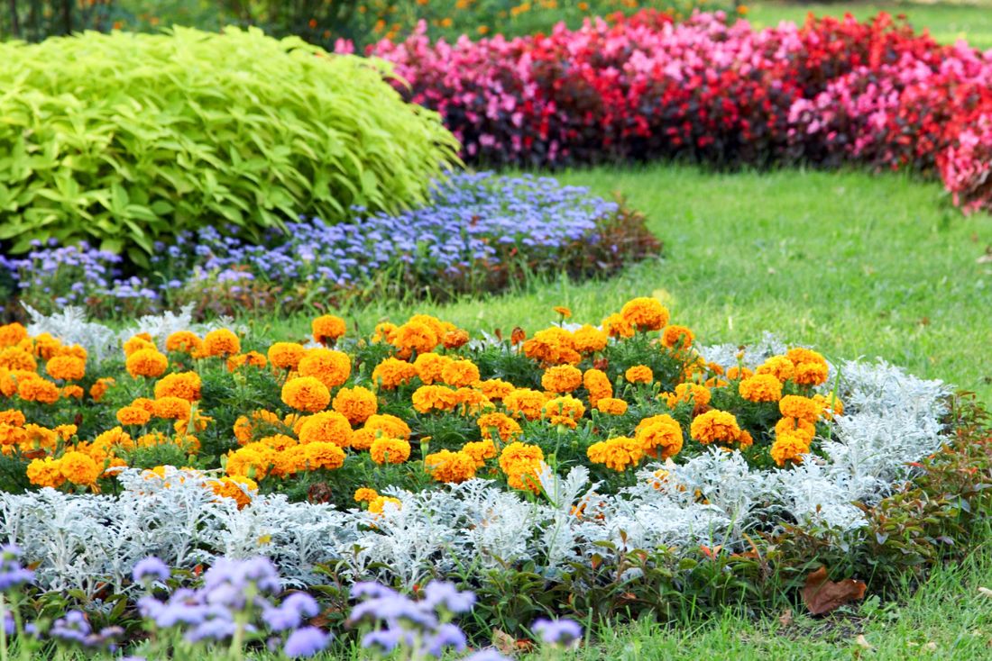 How to Transition Your Garden to Chemical-Free Pest Solutions