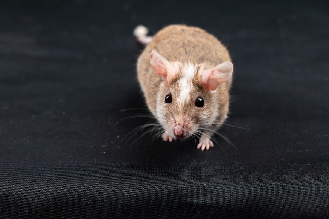 Pest Control