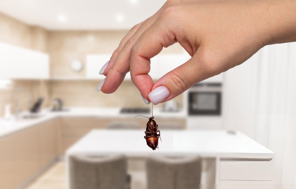 woman holding a cockroach