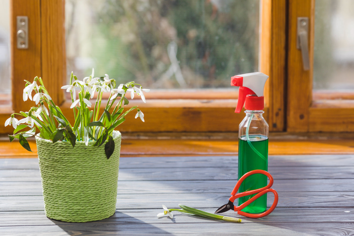 Which Natural Pest Repellents Work Best for Kitchen Pests?