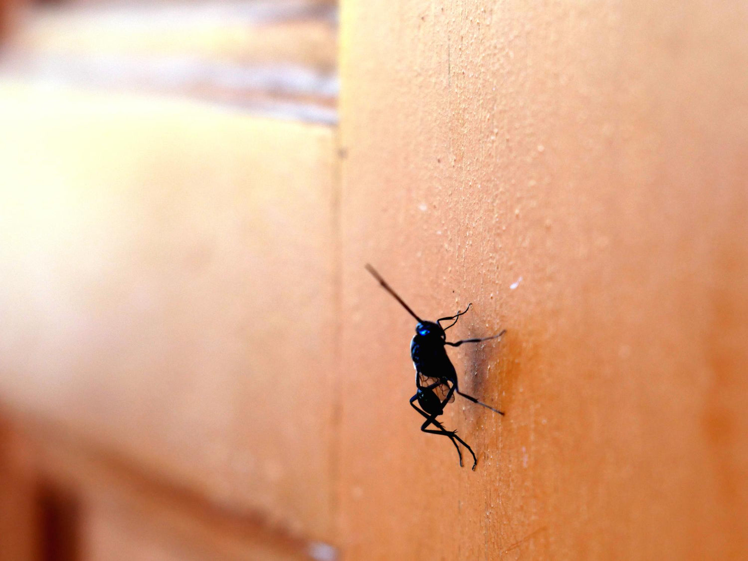  Eliminate Insects