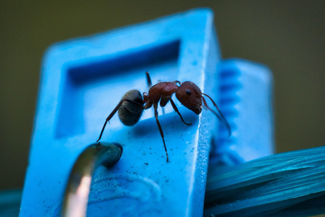Pest Control