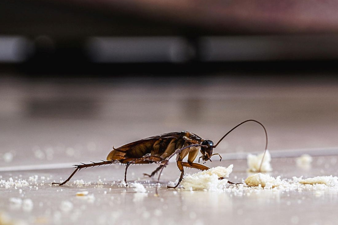 Kitchen roaches