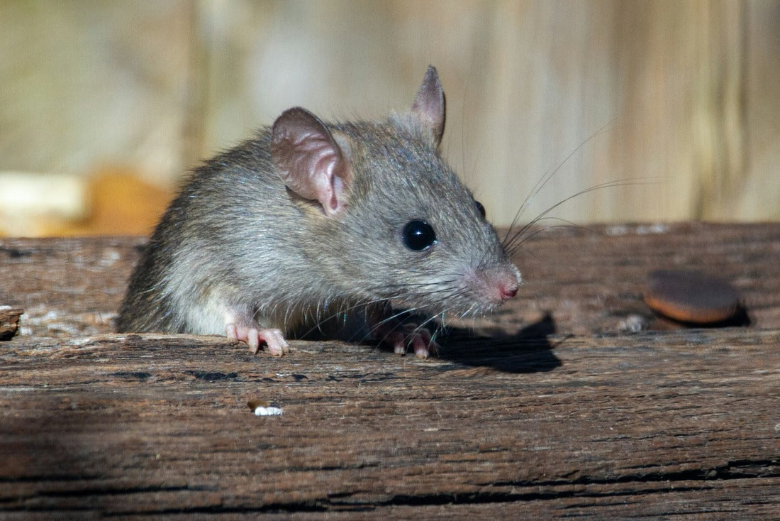 Mice