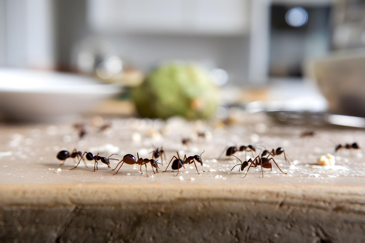 ants