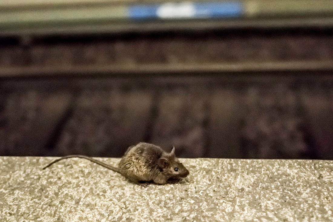 Mice Control