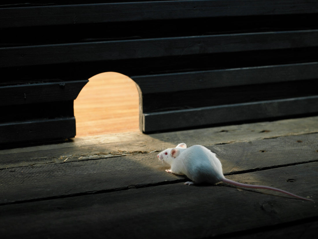 Rodent