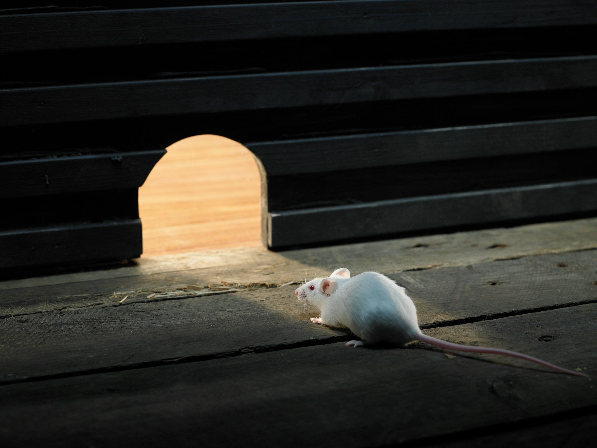 Rodent