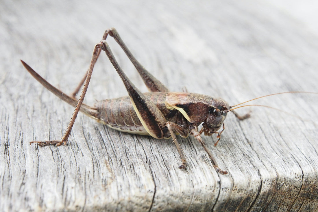 How Sonic Insect Repellent Benefits Spring Evenings Outdoors