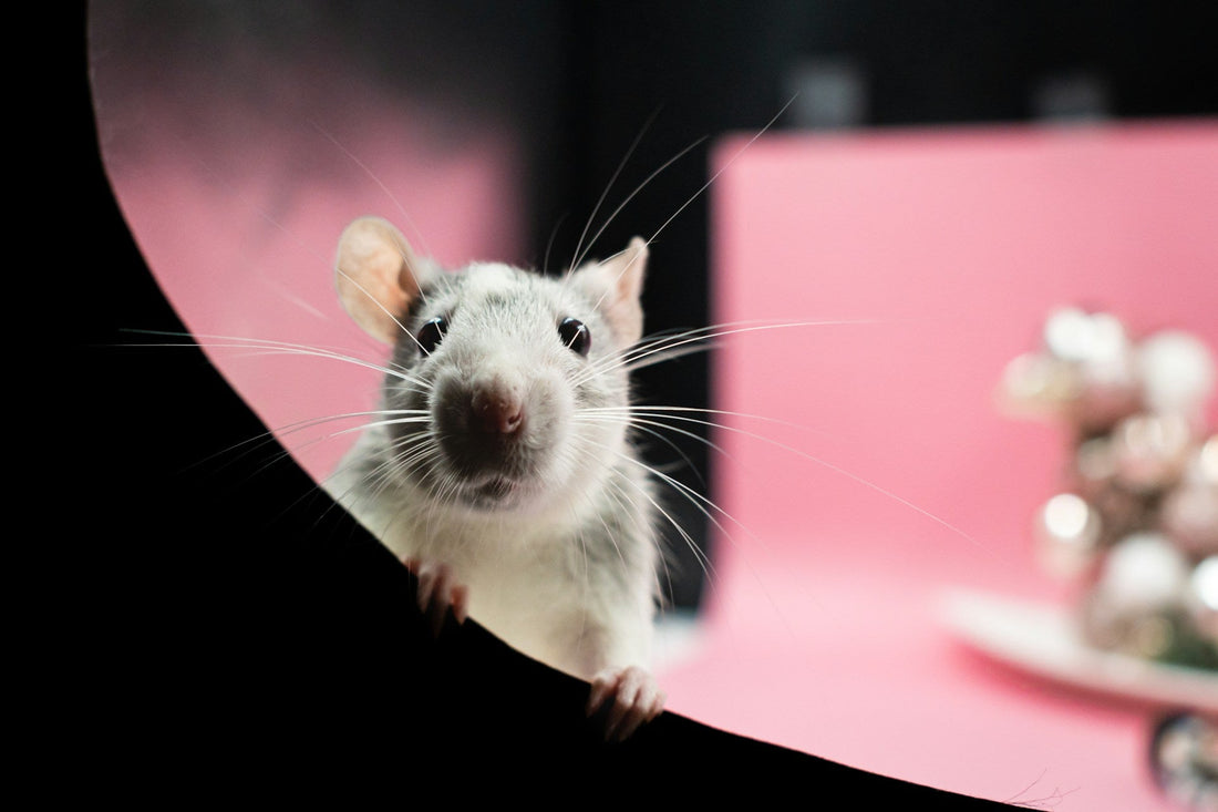 Rodent 