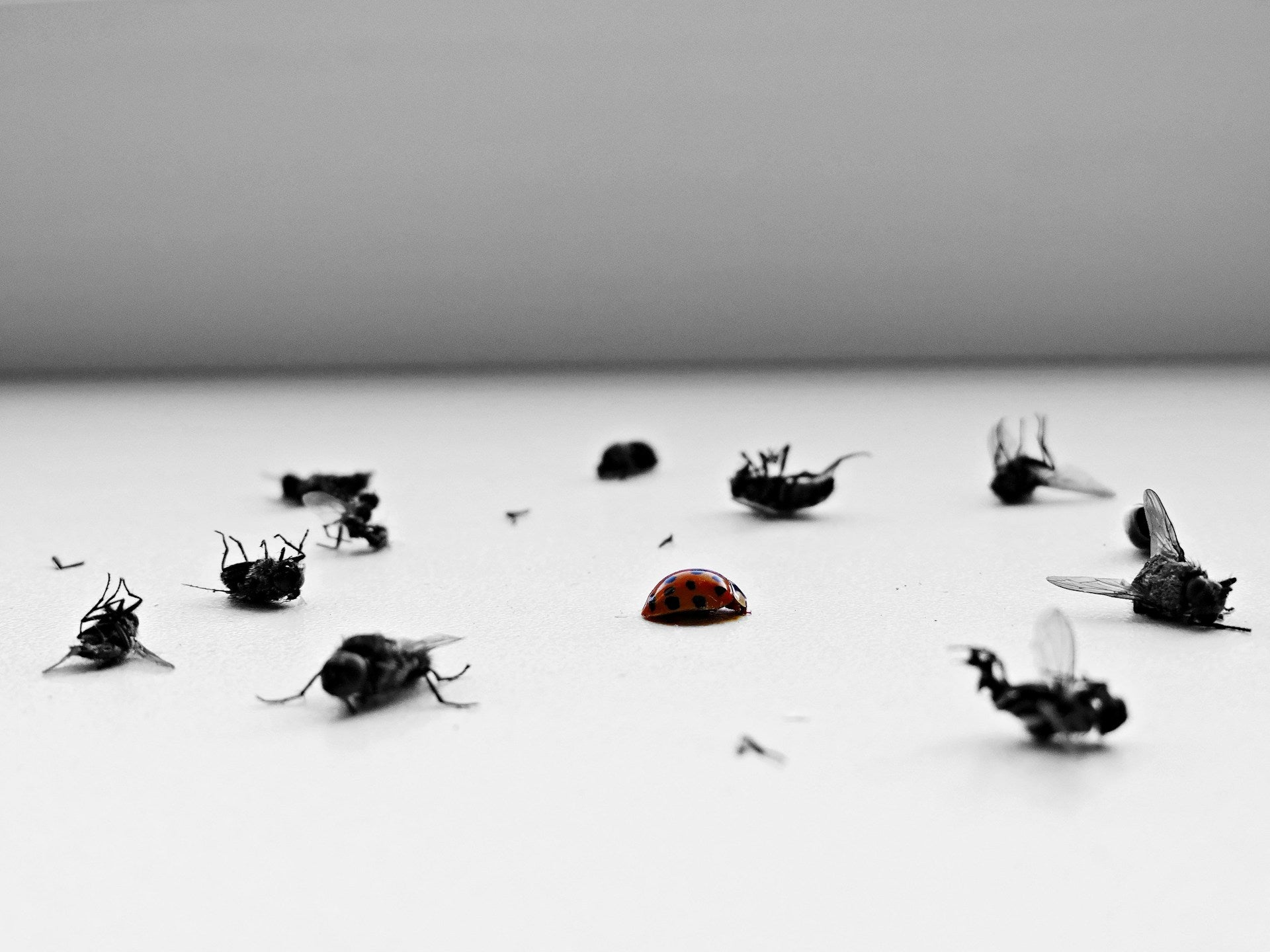 dead bugs