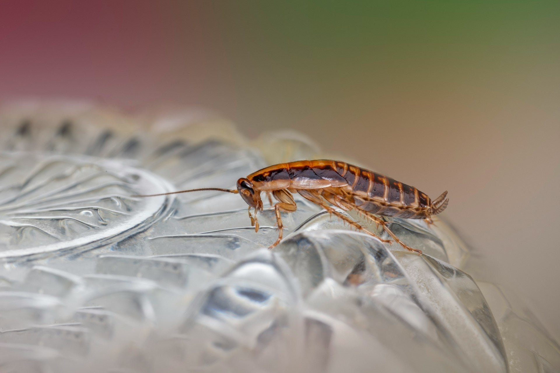 How to Properly Maintain Your Electronic Pest Controllers This Summer
