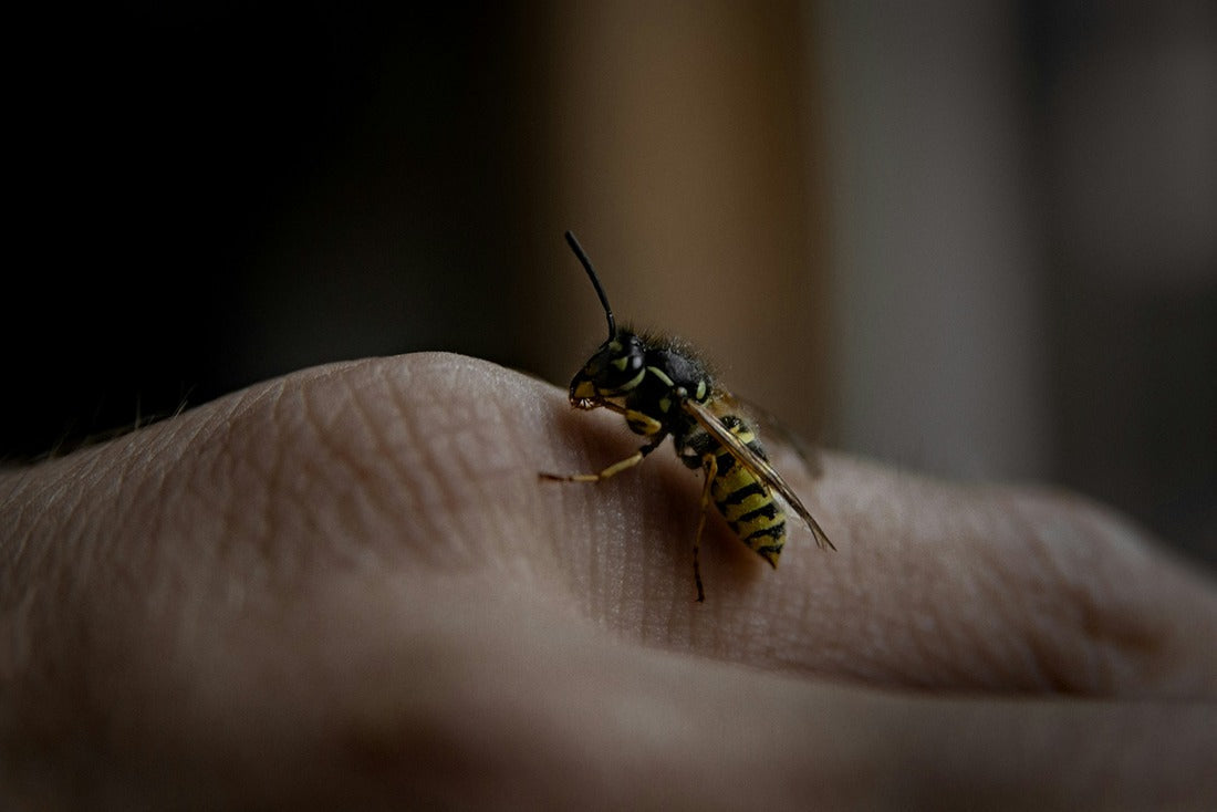 pests
