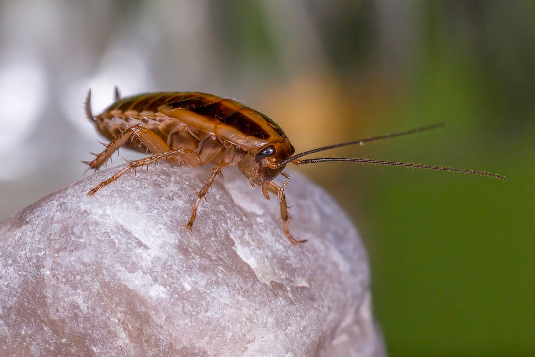 Ultrasonic Roach Repellent