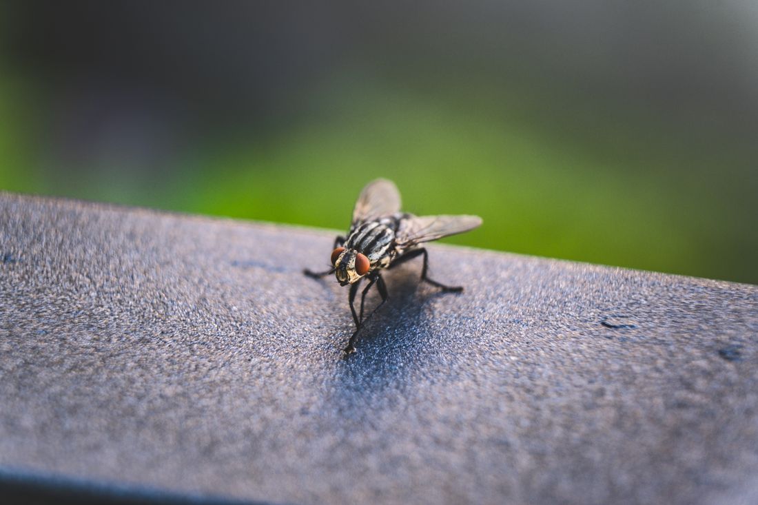 Insect Repeller