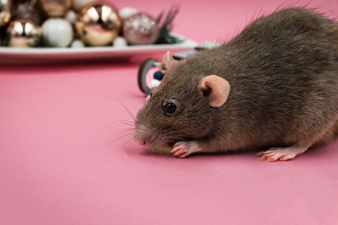 Rodent Control
