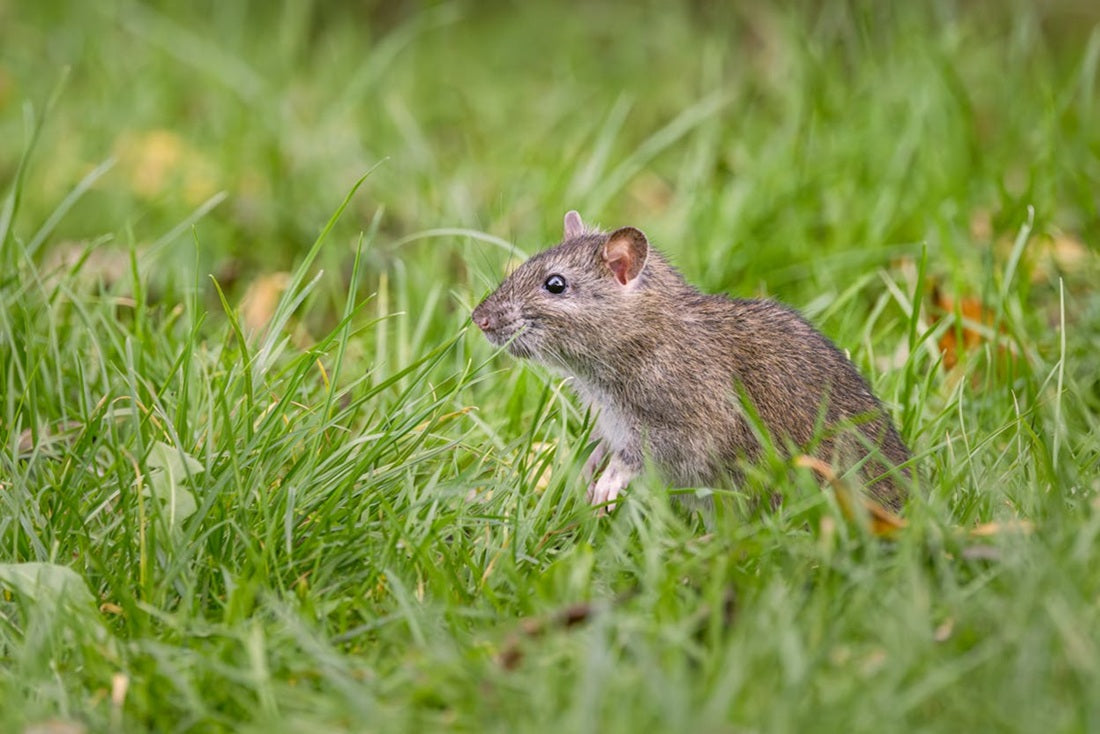 How Sonic Rodent Repeller Helps Prepare for Summer Guests