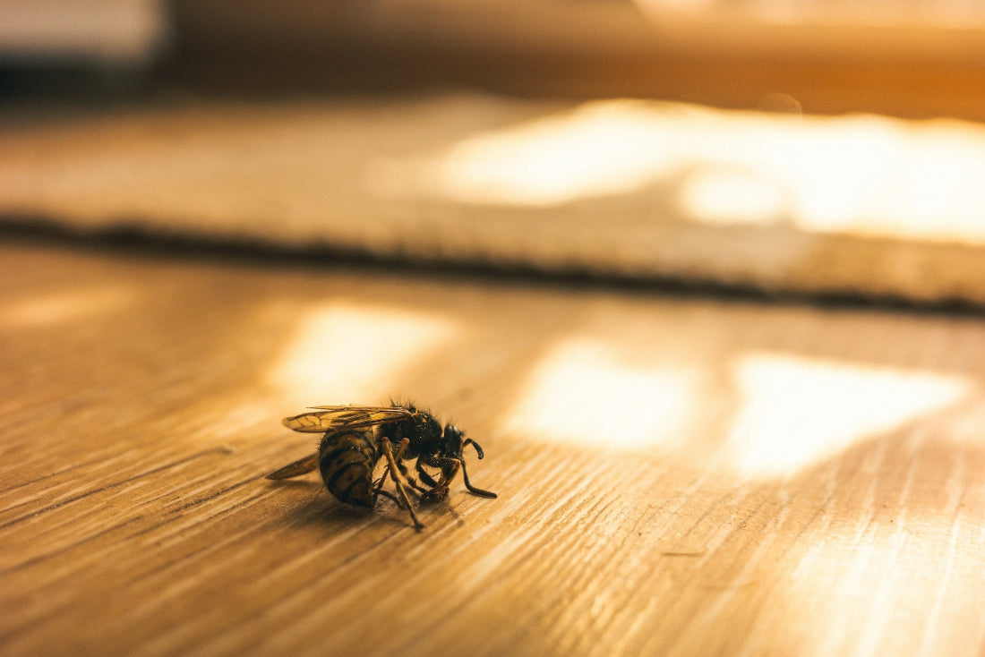 Home Pest