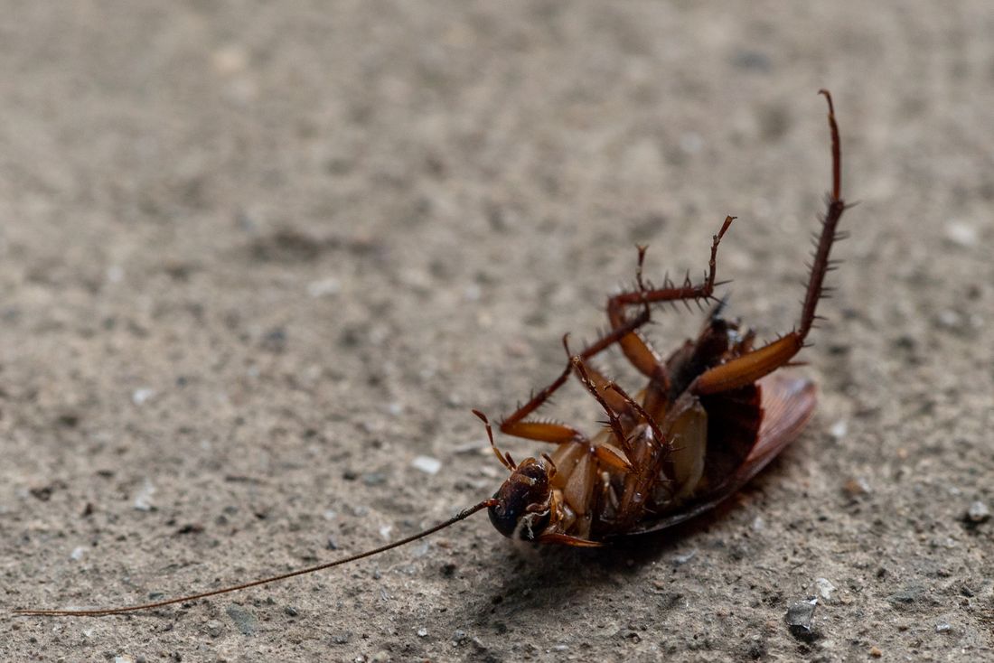 roach
