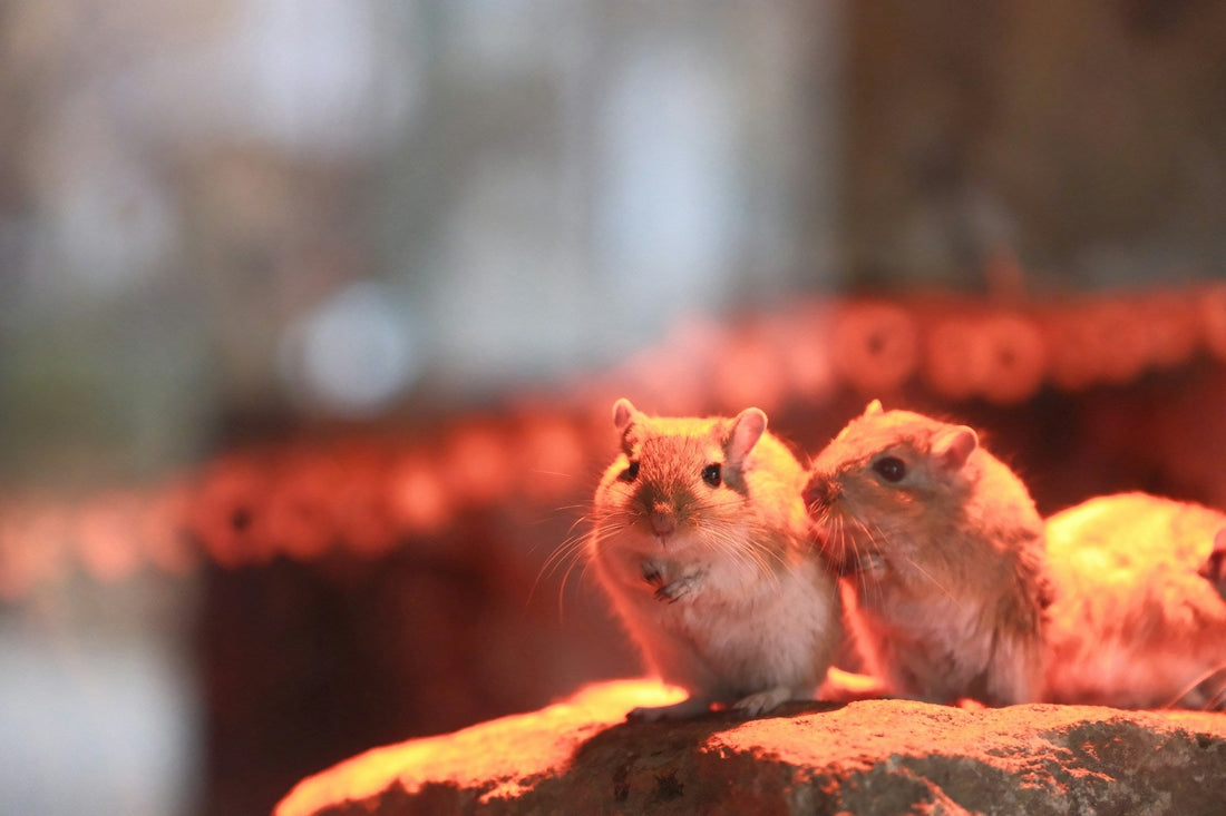 mice